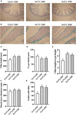 Increase Dietary Fiber Intake Ameliorates Cecal Morphology and Drives Cecal Species-Specific of Short-Chain Fatty Acids in White Pekin Ducks